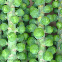 Thumbnail for Long Island Improved Brussels Sprouts