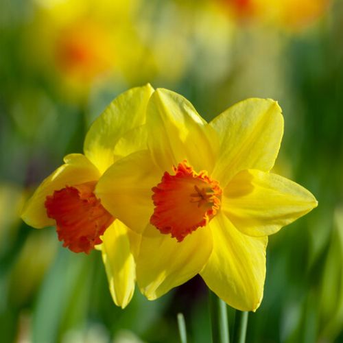 Loveday Daffodil
