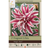 Thumbnail for 'Magic Star' Double Oriental Lily