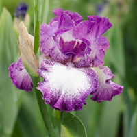 Thumbnail for Mariposa Autumn German Bearded Iris