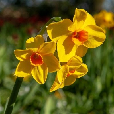 Martinette Bunch Flowering Daffodil, (Midseason Flowering)