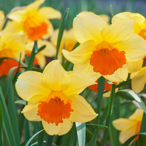Mary Bohannan Trumpet Daffodil