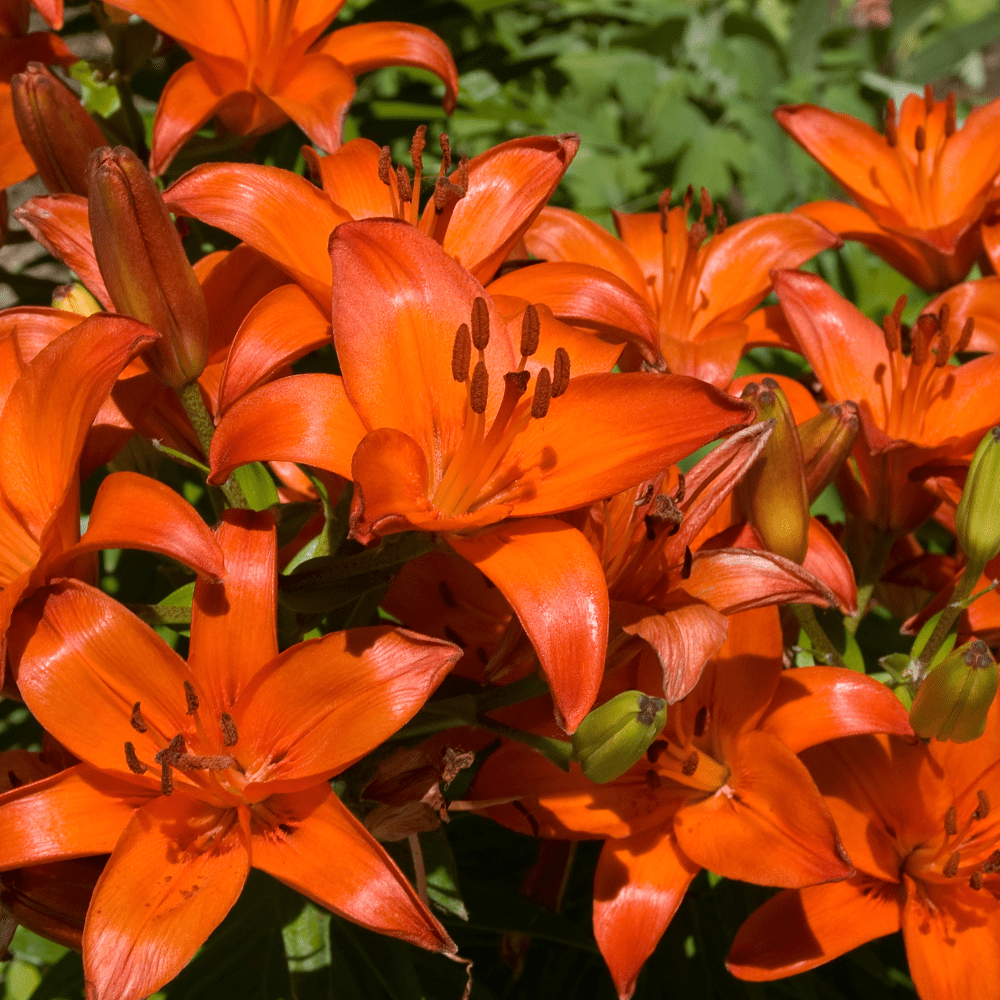 Matrix Orange Asiatic Lily