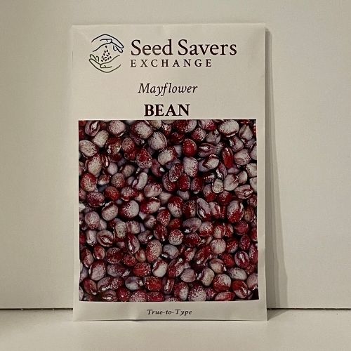 Mayflower Bean Heirloom Open-Pollinated