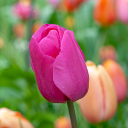 Menton Tulip Bulbs (Single Late Tulip)
