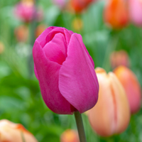 Thumbnail for Menton Tulip Bulbs (Single Late Tulip)