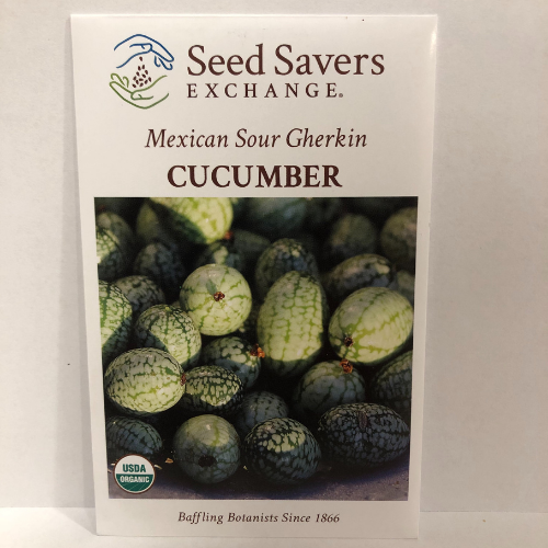 Mexican Sour Gherkin Cucumber, 1866 Heirloom