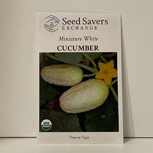 Miniature White Cucumber Organic Seeds