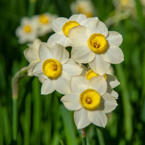 Minnow Miniature Daffodil