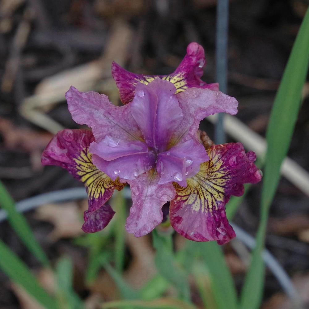 Iris Sibirica - 'Miss Apple' (Siberian Iris)