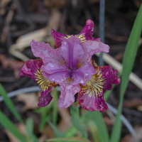 Thumbnail for Iris Sibirica - 'Miss Apple' (Siberian Iris)