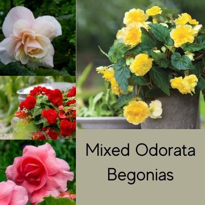 Odorata Mixed Begonia