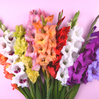 Thumbnail for 'Rainbow Mixture' Large Flowering Gladiolus