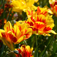 Thumbnail for 'Monsella' Tulip (Double Early Tulip)