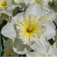 Thumbnail for Mt. Hood Daffodil