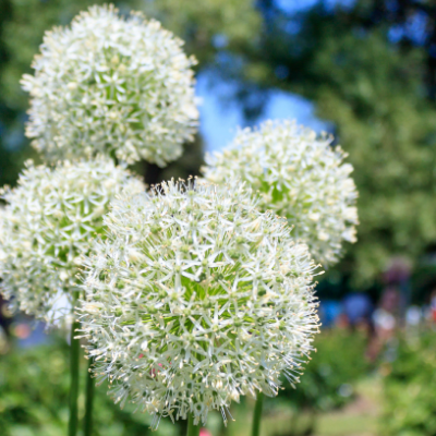 Giant Allium 'Mt. Everest'