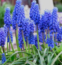 Thumbnail for Muscari Armeniacum, Grape Hyacinth Bulbs