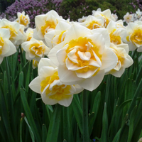 Thumbnail for Cheerfulness Double Bunch Flowering Daffodil (Midseason Flowering)