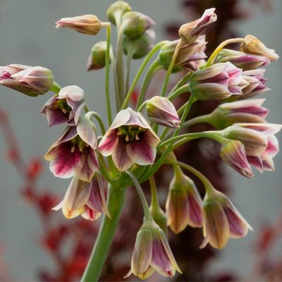 Tall Allium - Nectaroscordum, Mediterranean Bells