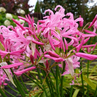 Thumbnail for Nerine Bowdenii Lily, Naked Lady Lily