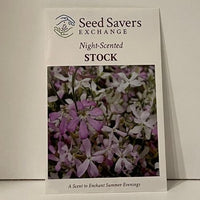 Thumbnail for Night Scented Stock Flower