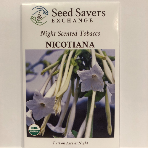 Night Scented Tobacco Nicotiana Flower or Woodland Tobacco