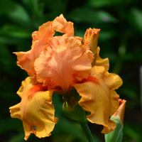 Thumbnail for Bearded Iris 'Orange Harvest' (Rebloomer)
