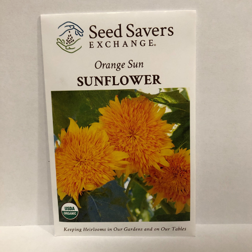 Orange Sun Sunflower, Organic