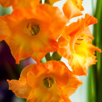 Thumbnail for 'Conco d'Oro' Large Flowering Gladiolus