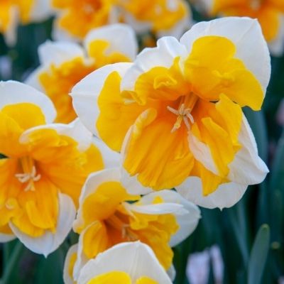 Butterfly Daffodil - ‘Orangery’ Daffodil (Midseason flowering)