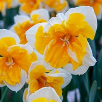 Thumbnail for Butterfly Daffodil - ‘Orangery’ Daffodil (Midseason flowering)