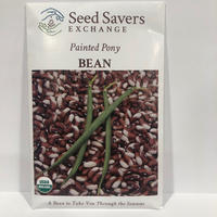 Thumbnail for Painted Pony Bush Bean, Organic