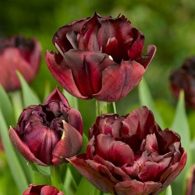 Palmyra Tulip Bulbs, Burgandy Tulip