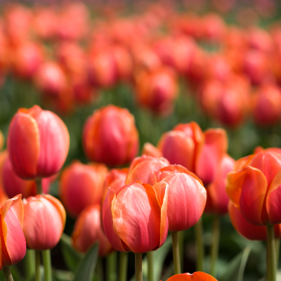 Parade Elite Tulip Bulbs, Darwin Hybrid Tulip Bulbs