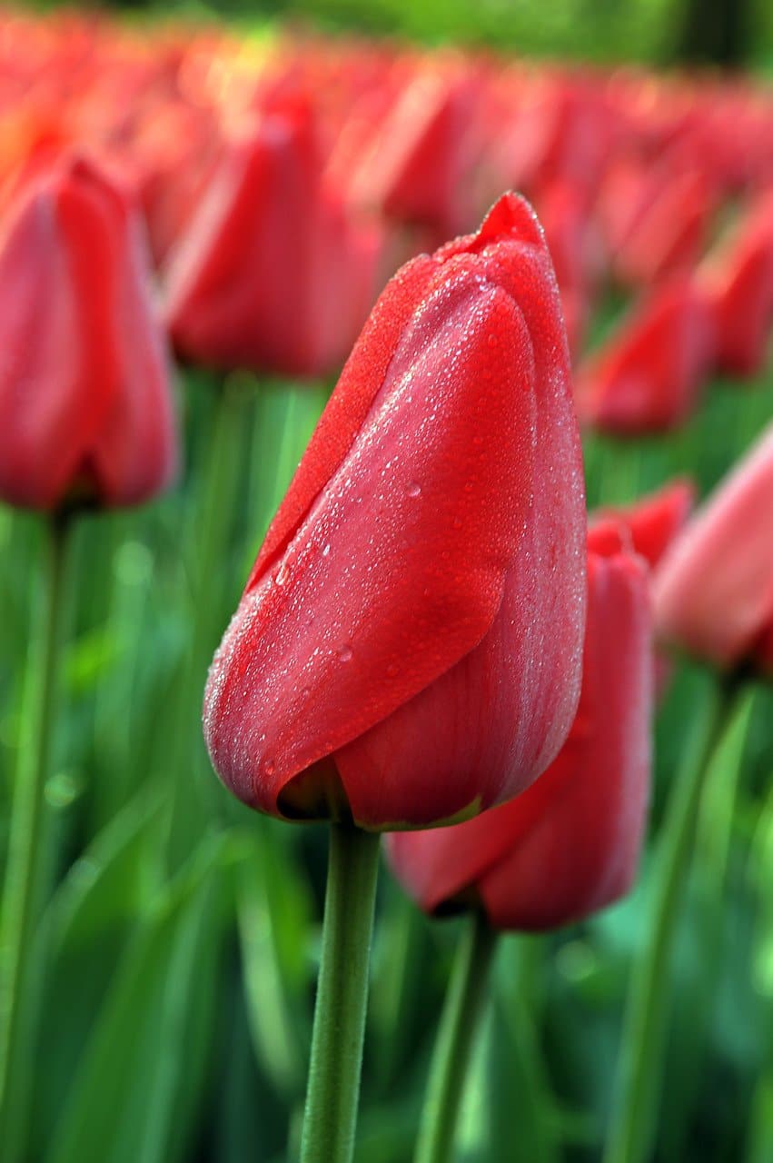 Darwin Hybrid 'Parade' Tulip, Spring Flowers, (Mid to Late)