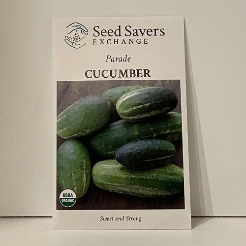 Organic Poona Kheera Cucumber Seeds