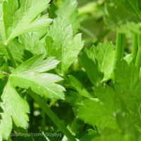 Thumbnail for Giant from Italy Parsley, Organic