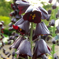 Thumbnail for Imperial Fritillaria 'Persica' 1585 Heirloom Bulbs
