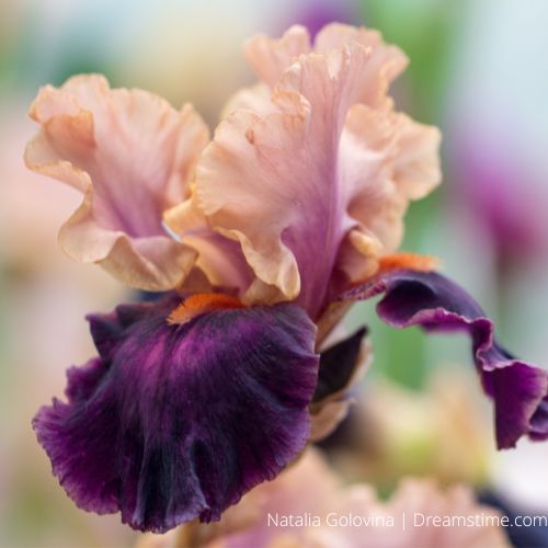 Petalpalooza German Bearded Iris