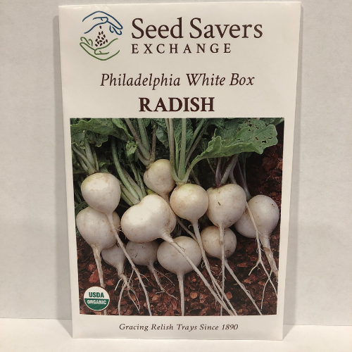 Organic Philadelphia White Box Radish, 1890 Heirloom