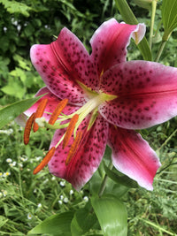 Thumbnail for Lilium Oriental 'Stargazer' (Oriental Lily)