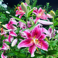 Thumbnail for Lilium Oriental 'Stargazer' (Oriental Lily)