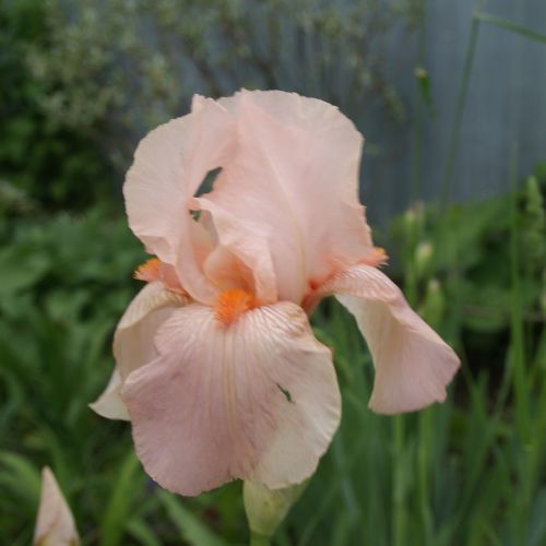 Bearded Iris 'Pink Attraction' (Rebloomer)