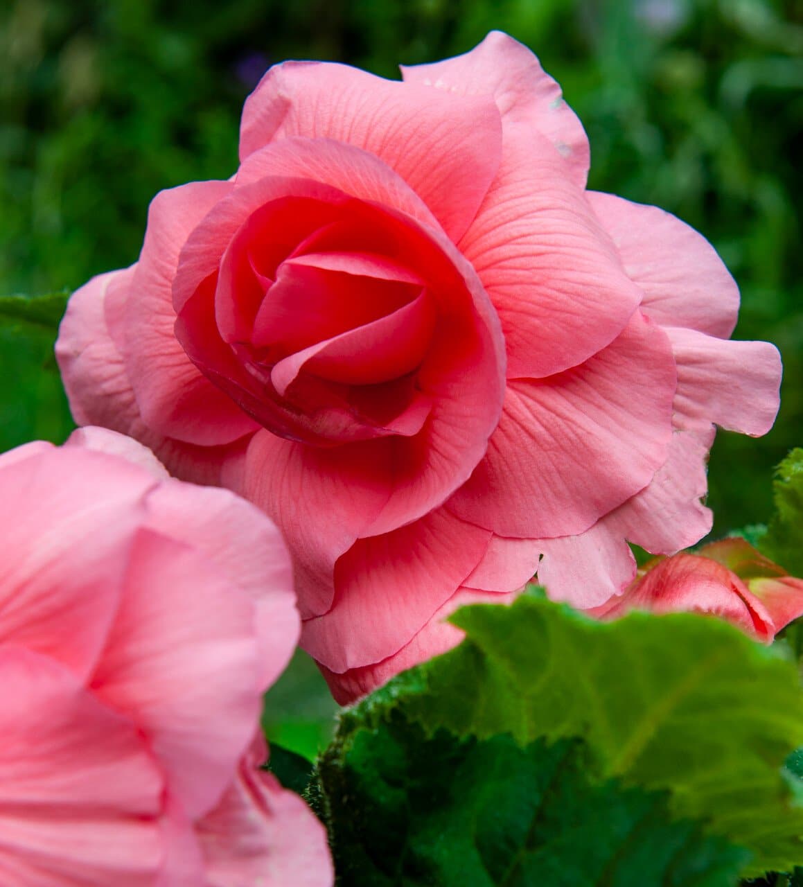 'Odorata Pink Delight' Belgian Begonia