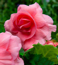Thumbnail for 'Odorata Pink Delight' Belgian Begonia