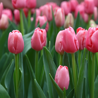 Darwin Hybrid 'Pink Impression' Tulip (Mid to Late)