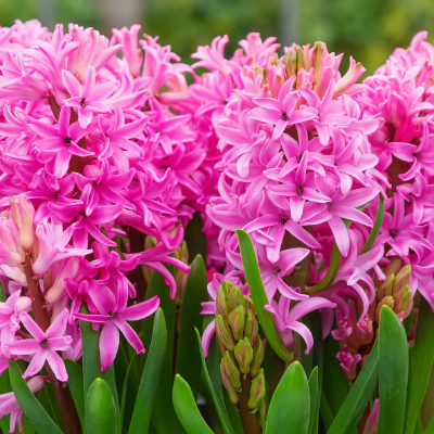 Hyacinth 'Pink Pearl' 1922 Heirloom Bulbs