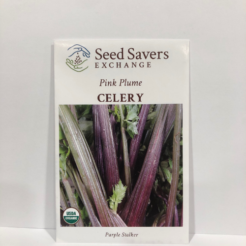 Pink Plume Celery, 1894 Heirloom, Organic