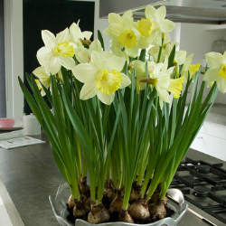 Pistachio Daffodil (Midseason flowering)