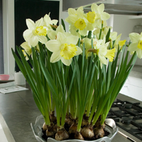 Thumbnail for Pistachio Daffodil (Midseason flowering)